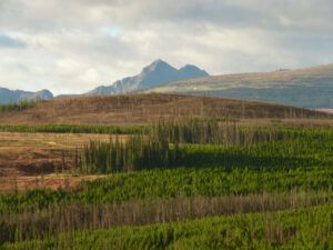 3 textures (Perkins Peak fall colours.)