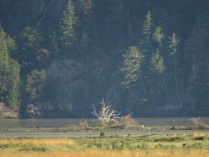 30 gulls o river (Bella Coola Valley interim)