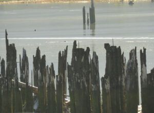 31 SAR pilings (Bella Coola Valley interim)