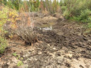 5 lower beaver dam (Life after the fire)