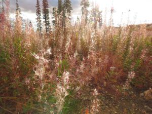 5a fireweed (Perkins Peak fall colours.)