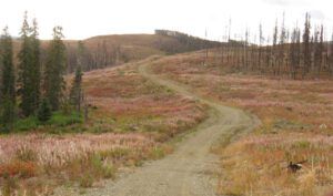 6 fireweed (Perkins Peak fall colours.)