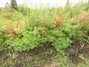 6 peppermint (Life after the fire)