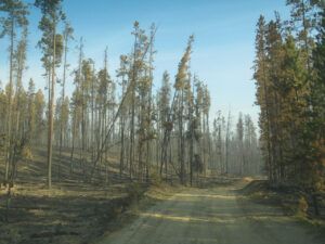 15 post fire 1 (Road metamorphosis)