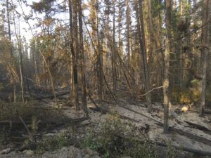 15 post fire 2 spruce 3 (Road metamorphosis)