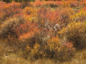 fall 12 (Ginty Creek Fall Colours)