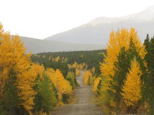 fall 17 (Ginty Creek Fall Colours)