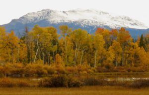 fall 21 (Ginty Creek Fall Colours)