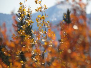 fall 3 (Ginty Creek Fall Colours)