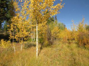 fall 4 (Ginty Creek Fall Colours)