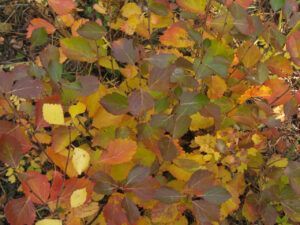 fall 5 (Ginty Creek Fall Colours)