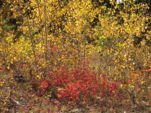 fall 9 (Ginty Creek Fall Colours)