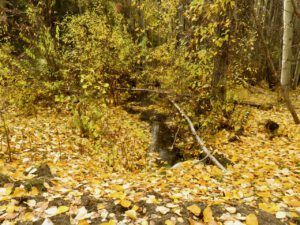 golden carpet (Ginty Creek Fall Colours)