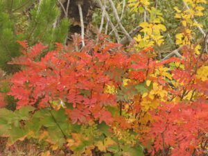 mt ash (Ginty Creek Fall Colours)