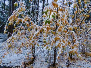 snow 1 (sunrises and snow)