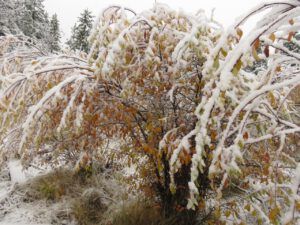 snow 10 (sunrises and snow)