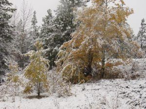 snow 11 (sunrises and snow)