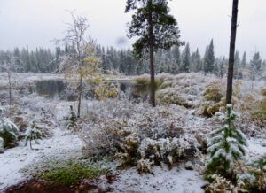 snow 3 (sunrises and snow)