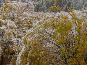 snow 4 (sunrises and snow)