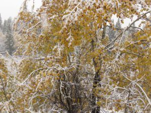 snow 5 (sunrises and snow)