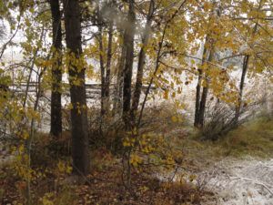 snow 6 (sunrises and snow)