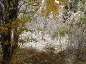 snow 7 (sunrises and snow)