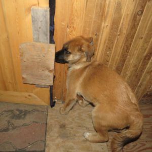 opening door (Pepita)