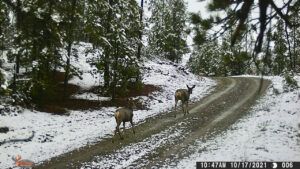 18 deer on trail camer (segueing into november)