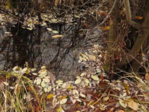 18 leaves in ditch (segueing into november)