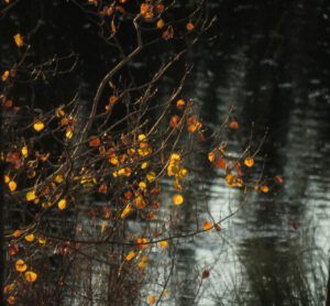 2 aspen leaves (segueing into november)
