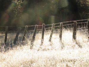 21 frosty fence (segueing into november)