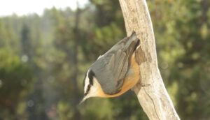 22 nuthatch (segueing into november)