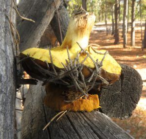 3 harvesting mushrooms (segueing into november)