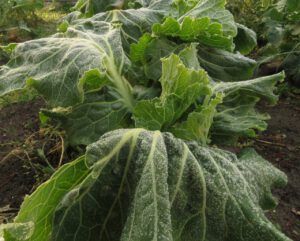 4 frosty kale (segueing into november)