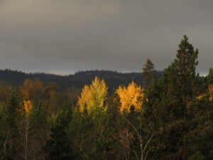5 last of the fire (segueing into november)