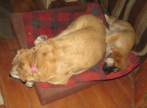 two dogs on bed (Pepita)