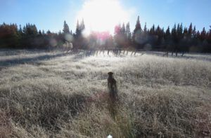 8 pepita frosty grass (Pepita)