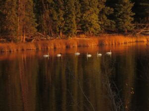 9 trumpeter swans (segueing into november)