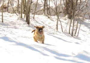 10 Pepita snow (Getting Wintry)