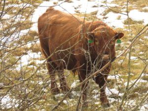 12 bull (Getting Wintry)