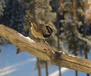 15 mountain chick (Getting Wintry)