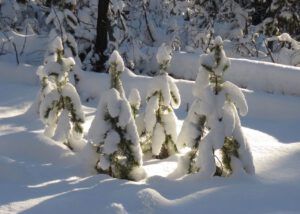 16 snow people (Getting Wintry)