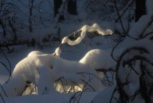 20 sun gleam (Getting Wintry)