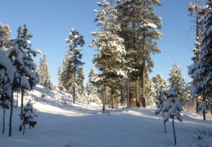 27 more snow 2 (Getting Wintry)