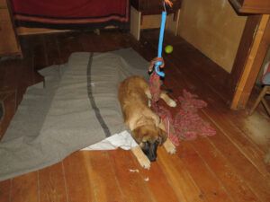 messy room with Pepita (Getting Wintry)