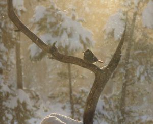 11 sunrise chick (real winter)