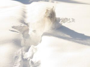 12 ghost dog (real winter)