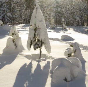 14 snow dog (real winter)