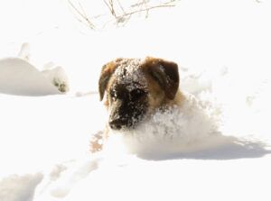 28 mistake (real winter)