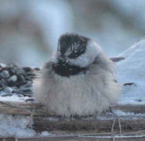 9 chick (real winter)